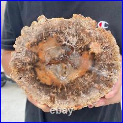 2.9lb Rare Natural petrified wood rough Wood fossil mineral specimen healing