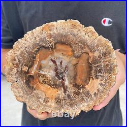 2.9lb Rare Natural petrified wood rough Wood fossil mineral specimen healing