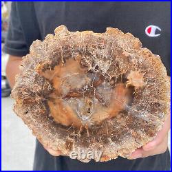 2.9lb Rare Natural petrified wood rough Wood fossil mineral specimen healing