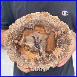 2.9lb Rare Natural petrified wood rough Wood fossil mineral specimen healing