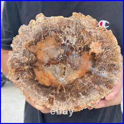 2.9lb Rare Natural petrified wood rough Wood fossil mineral specimen healing