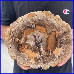 2.9lb Rare Natural petrified wood rough Wood fossil mineral specimen healing