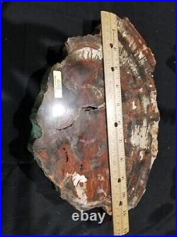 2 Inch Slice Of Arizona Petrified Rainbow Wood