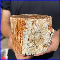 2lb Rare Natural petrified wood rough Wood fossil mineral specimen healing