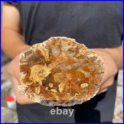 2lb Rare Natural petrified wood rough Wood fossil mineral specimen healing