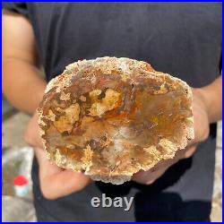 2lb Rare Natural petrified wood rough Wood fossil mineral specimen healing