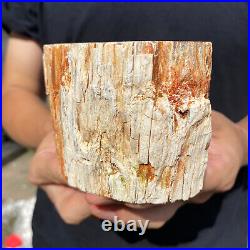 2lb Rare Natural petrified wood rough Wood fossil mineral specimen healing