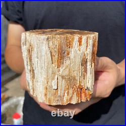 2lb Rare Natural petrified wood rough Wood fossil mineral specimen healing