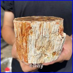 2lb Rare Natural petrified wood rough Wood fossil mineral specimen healing