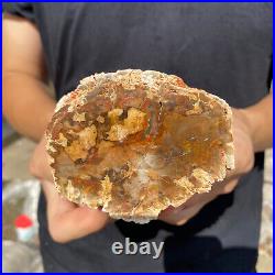 2lb Rare Natural petrified wood rough Wood fossil mineral specimen healing