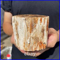 2lb Rare Natural petrified wood rough Wood fossil mineral specimen healing