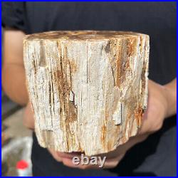 2lb Rare Natural petrified wood rough Wood fossil mineral specimen healing