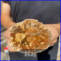 2lb Rare Natural petrified wood rough Wood fossil mineral specimen healing