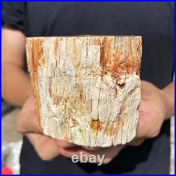 2lb Rare Natural petrified wood rough Wood fossil mineral specimen healing