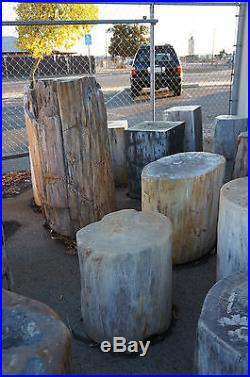 300 Pound Polished Petrified Wood Stump Large Dealer All Sizes Great Deals