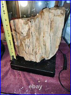 30LB Mt. Hood Petrified Wood Oregon Rough Cut Standing Display Fossil #306