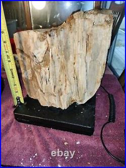30LB Mt. Hood Petrified Wood Oregon Rough Cut Standing Display Fossil #306