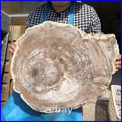 30.29LB 15.95LB Natural Petrified Wood Fossil Crystal Polished Slice