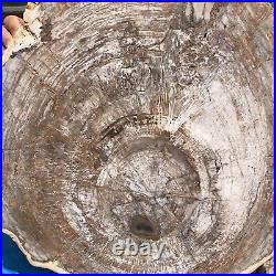 30.29LB Natural Petrified Wood Fossil Crystal Polished Slice- Madagascar