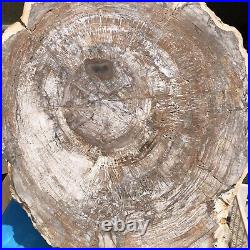 30.29LB Natural Petrified Wood Fossil Crystal Polished Slice- Madagascar