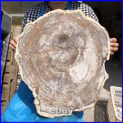 30.29LB Natural Petrified Wood Fossil Crystal Polished Slice Madagascar 2582