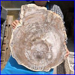 30.29LB Natural Petrified Wood Fossil Crystal Polished Slice Madagascar 2582