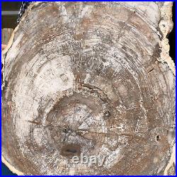 30.29LB Natural Petrified Wood Fossil Crystal Polished Slice Madagascar 3