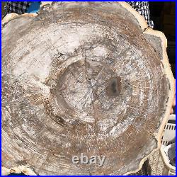 30.29LB Natural Petrified Wood Fossil Crystal Polished Slice Madagascar 3