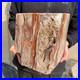 30_9lb_Rare_Natural_petrified_wood_rough_Wood_fossil_mineral_specimen_healing_01_ibbs