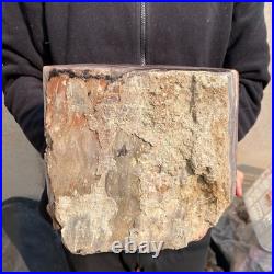 30.9lb Rare Natural petrified wood rough Wood fossil mineral specimen healing 30.9lb Rare Natural petrified wood rough Wood fossil mineral specimen healing