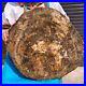 31_02LB_Large_Natural_Petrified_Wood_Crystal_Fossil_Slice_Shape_Specimen_Healing_01_pbpz