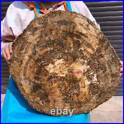 31.02LB Natural Petrified Wood Fossil Crystal Polished Slice- Madagascar