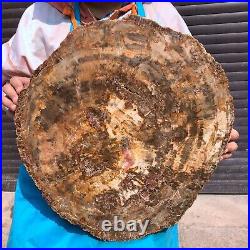 31.02LB Natural Petrified Wood Fossil Crystal Polished Slice- Madagascar