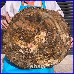 31.02LB Natural Petrified Wood Fossil Crystal Polished Slice- Madagascar