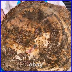 31.02LB Natural Petrified Wood Fossil Crystal Polished Slice- Madagascar