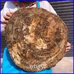 31.02LB Natural Petrified Wood Fossil Crystal Polished Slice- Madagascar