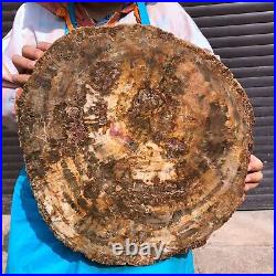 31.02LB Natural Petrified Wood Fossil Crystal Polished Slice- Madagascar