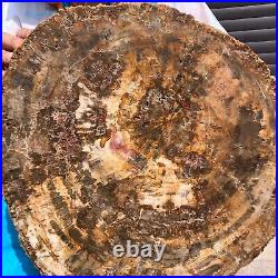 31.02LB Natural Petrified Wood Fossil Crystal Polished Slice- Madagascar