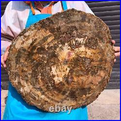 31.02LB Natural Petrified Wood Fossil Crystal Polished Slice- Madagascar