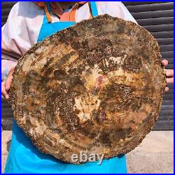 31.02LB Natural Petrified Wood Fossil Crystal Polished Slice- Madagascar