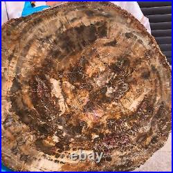 31.02LB Natural Petrified Wood Fossil Crystal Polished Slice- Madagascar