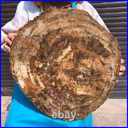 31.02LB Natural Petrified Wood Fossil Crystal Polished Slice- Madagascar