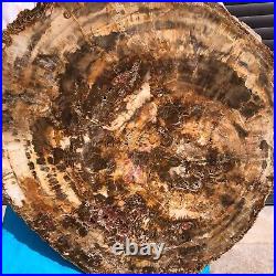 31.02LB Natural Petrified Wood Fossil Crystal Polished Slice- Madagascar