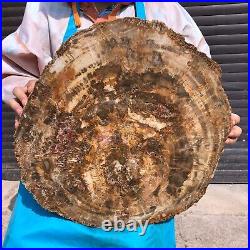 31.02LB Natural Petrified Wood Fossil Crystal Polished Slice- Madagascar