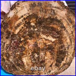 31.02LB Natural Petrified Wood Fossil Crystal Polished Slice- Madagascar