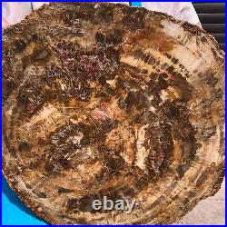 31.02LB Natural Petrified Wood Fossil Crystal Polished Slice- Madagascar