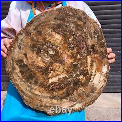 31.02LB Natural Petrified Wood Fossil Crystal Polished Slice- Madagascar