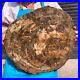 31_02LB_Natural_petrified_wood_fossil_crystal_polished_slice_Madagascar_1977_01_dc