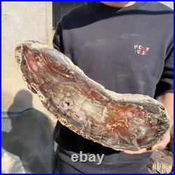31.1lb Rare Natural petrified wood rough Wood fossil mineral specimen healing 31.1lb Rare Natural petrified wood rough Wood fossil mineral specimen healing