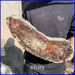 31.1lb Rare Natural petrified wood rough Wood fossil mineral specimen healing 31.1lb Rare Natural petrified wood rough Wood fossil mineral specimen healing